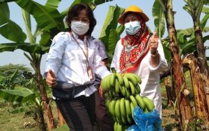 Panen Perdana Pisang Cavendish Kualitas Ekspor di Purwakarta