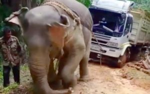 Video: Seekor Gajah Jadi Penarik Truk di Lahan Sawit, Netizen Murka!