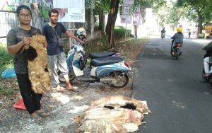 Idul Adha Tahun ini, Harga Kulit Hewan Kurban di Purwakarta Turun Drastis