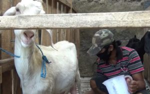 Hikmah Pandemi, Peternak Kambing Saanen Kebanjiran Pesanan Susu di Purwakarta