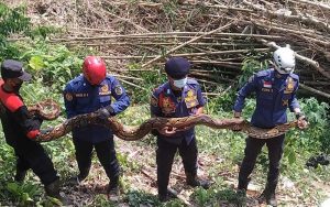 DPKPB Purwakarta Berhasil Evakuasi Tiga Ular Sanca Kembang di Sukatani