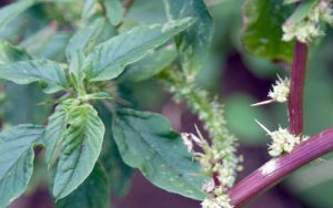 Mengenal Bayam Duri Dengan Kandungan Manfaat Bagi Kesehatan