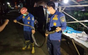 Tim DPKPB Purwakarta Evakuasi Ular King Cobra di Rumah Warga Cikaobandung