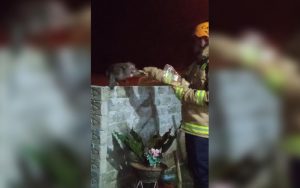 Waduh! Seekor Monyet Liar Serang Pemukiman Warga di Wanayasa