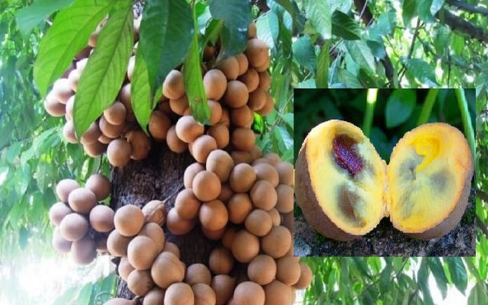 buah kepel buah kepel