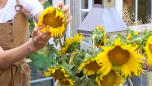 Yuk Simak! Cara Merawat Bunga Matahari Di Rumah Bagi Pemula