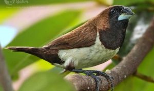 Merawat Burung Pipit Agar Sering Berkicau, Lakukan Cara Ini