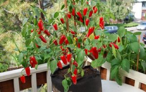 Begini Cara Menanam Cabe Rawit Pada Polybag Untuk Pemula