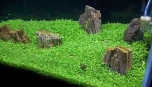 Carpet Seed Pada Aquascape Tidak Tumbuh? Ini Penyebabnya