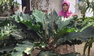 Begini Cara Mengatasi Daun Gelombang Cinta Yang Menguning