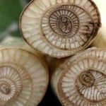 manfaat gedebog pisang