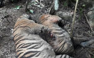 Tiga Harimau Sumatera Mati Akibat Dibunuh di Kawasan Hutan Meukek Aceh Selatan