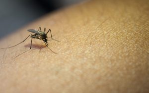 Kasus DBD di Provinsi Jawa Barat Menempati Peringkat Pertama Nasional