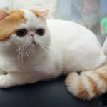 kucing persia