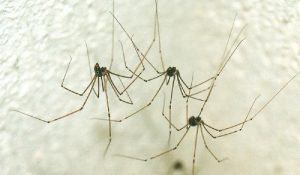 Risih Dengan Laba-laba Yang Menyarang Di Rumah? Segera, Usir Dengan Cara Ini