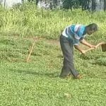 cara menanam rumput gajah