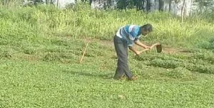 Cara Menanam Rumput Gajah Agar Subur, Ikuti Langkahnya