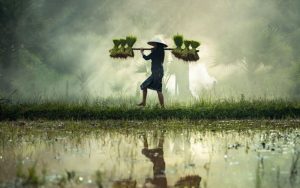 BUMN Pertani Salurkan 25 Ribu Ton Benih Padi Untuk 1 Juta Hektare Sawah