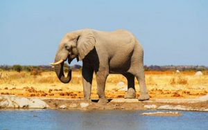 Selamatkan Kawanannya, Seekor Gajah di Afrika Injak-Injak Pemburu Liar Hingga Tewas