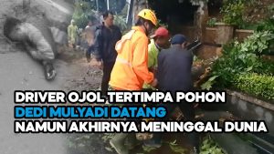 Video: Innalillahi, Seorang Driver Ojol Meninggal Dunia Tertimpa Pohon Tumbang