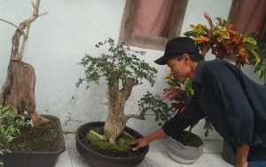 Ditengah Kesibukan Sebagai Pegawai, Warga Jatiluhur Ini Bertani Tanaman Bonsai