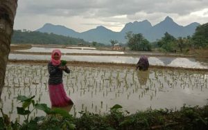 Pelajar SMPN 2 Sukasari Ini Mengisi Waktu Libur Sekolah Dengan Tandur di Sawah