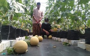Para Santri Pesantren Hidayatul Mubtadi’ien Bojong Budidaya Melon Jenis Inthanon