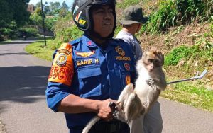 Monyet Liar Berkeliaran di Kampung Krajan Bojong, Sempat Melukai Warga Setempat