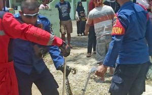 Geger, Kemunculan Ular Sanca Sepanjang Tiga Meter di Kampung Cilampahan Jatiluhur