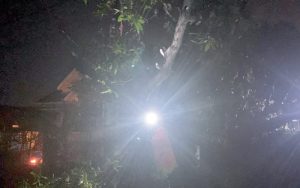 Hujan Deras Disertai Angin Kencang, Sejumlah Pohon Tumbang di Munjul Jaya Purwakarta