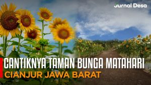 Video: Mengunjungi Indahnya Taman Bunga Matahari di Kampung Bungbulang Cianjur