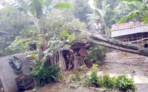 Hujan Disertai Angin Kencang, Pohon Tumbang Menimpa Rumah di Dusun Nangewer Darangdan
