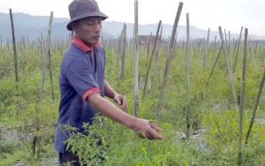 Terserang Hama Patek, Para Petani Cabai di Desa Margasari Pasawahan Alami Kerugian