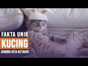 Video: Fakta Unik Kucing yang Selama Ini Jarang Kita Ketahui, Apa Saja Itu?