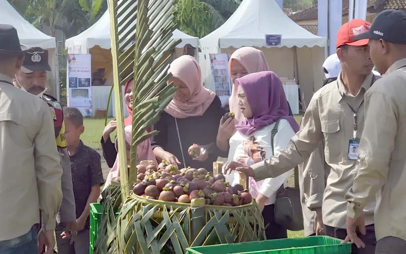 Tingkatkan Produksi, Ribuan Hektar Perkebunan Manggis Purwakarta Disertifikasi