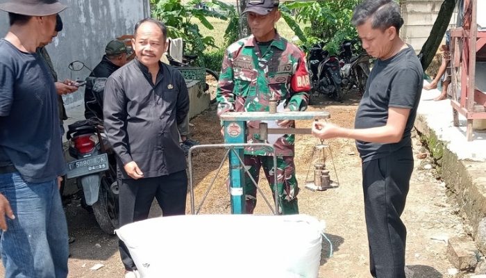 Jaga Ketahanan Pangan, TNI dan Camat Purwakarta Dampingi Langsung Panen Gabah