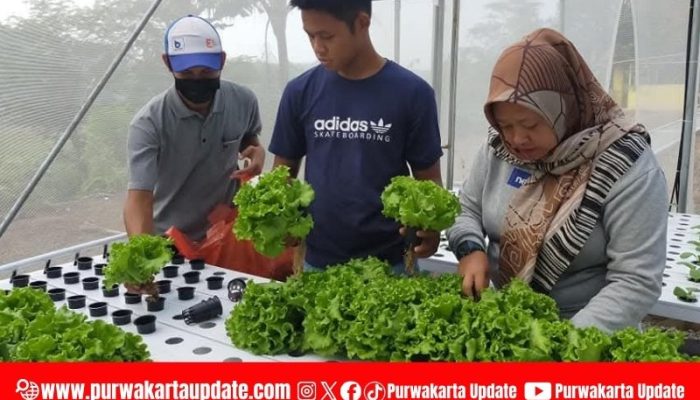 Petani Milenial: Mengubah Lahan Sempit Menjadi Sumber Pangan Produktif