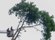 Penebangan Pohon di Jalan Provinsi Harus Seizin Gubernur