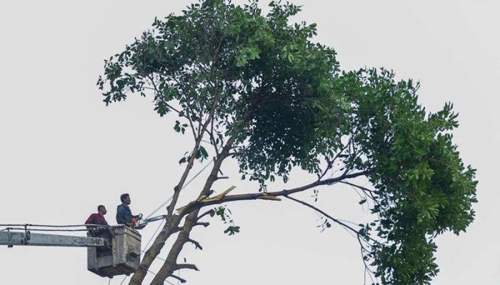 Penebangan Pohon di Jalan Provinsi Harus Seizin Gubernur