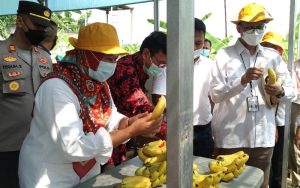 Inilah Keunggulan Pisang Cavendish yang Dipanen di Purwakarta
