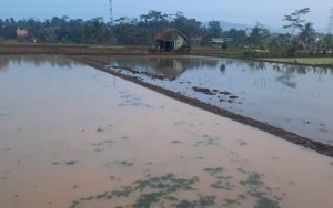 Target Musim Tanam Padi di Purwakarta Hingga September 13.859 Hektare