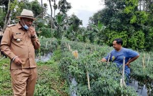 Ditengah Pandemi, Petani Muda Purwakarta Tetap Eksis Garap Pertanian