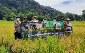 Panen Raya Padi Varietas Padjadjaran Seluas 25 Hektare di Desa Ciracas