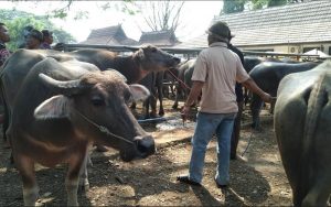 Harga Sapi dan Kerbau di Purwakarta Alami Kenaikan Jelang Idul Adha