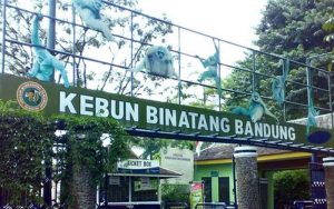 Terdampak PPKM, Kebun Binatang Bandung Potong Rusa Buat Pakan Harimau