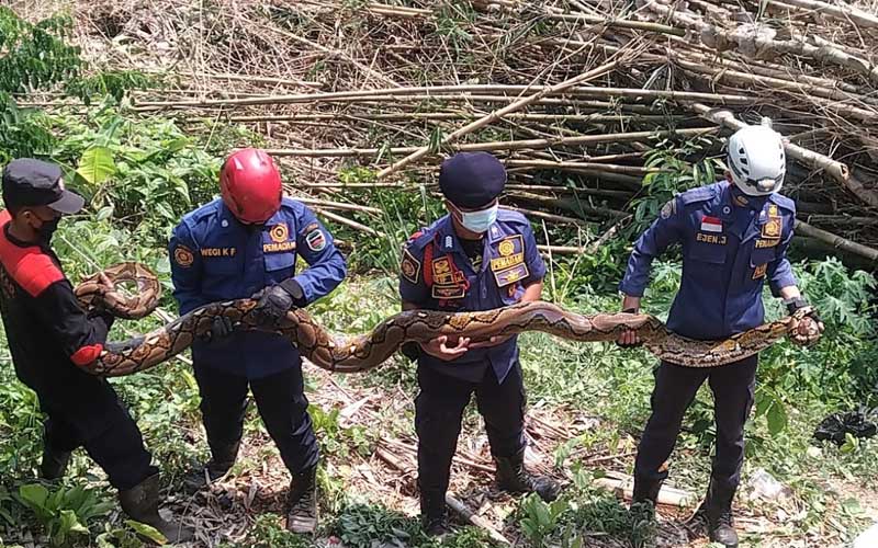 DPKPB Purwakarta Berhasil Evakuasi Tiga Ular Sanca Kembang di Sukatani