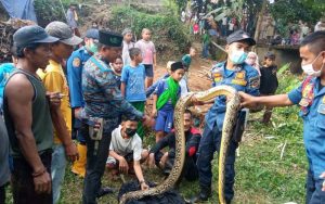Gempar! Ular Sanca Kembang Sepanjang 4 Meter Ditemukan di Purwakarta