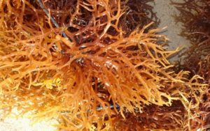 Inilah Kandungan Penuh Manfaat Dari Alga Coklat (Phaeophyta)