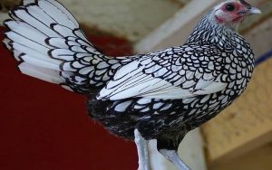 Tiga Jenis Ayam Hias Populer, Kalian Punya Salah Satunya?