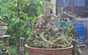 Video: Bonsai Dari Desa Cigunungsari Raih Penghargaan Pameran Karawang 2021